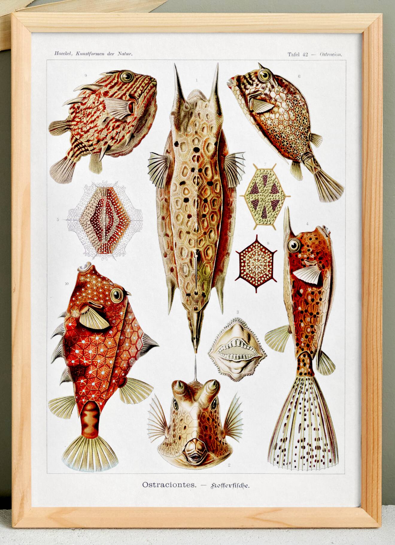 Poster about “boxfish”, based on an old lithograph