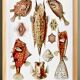 Poster about “boxfish”, based on an old lithograph