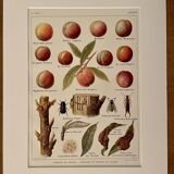 Lithograph on the peach tree and peaches - 1920