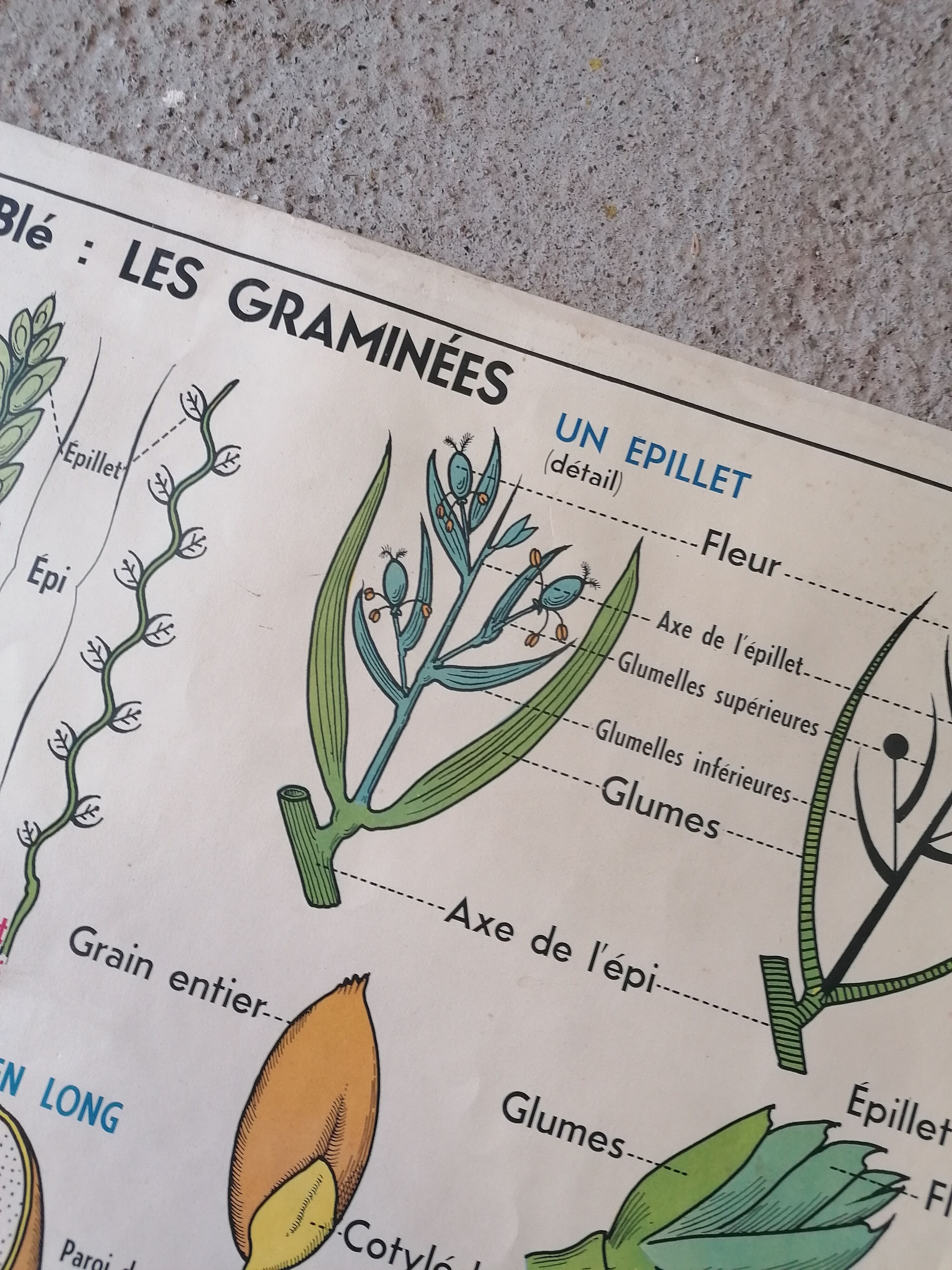 Old MDI school poster: Plants without flowers & Wheat, grasses.