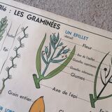 Old MDI school poster: Plants without flowers & Wheat, grasses.