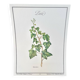 Botanical plate – Ivy – Louis Pariente, 1986