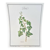 Botanical plate – Ivy – Louis Pariente, 1986