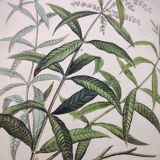 Old engraving from 1838. Bat and Verbena. Original zoological and botanical plate.