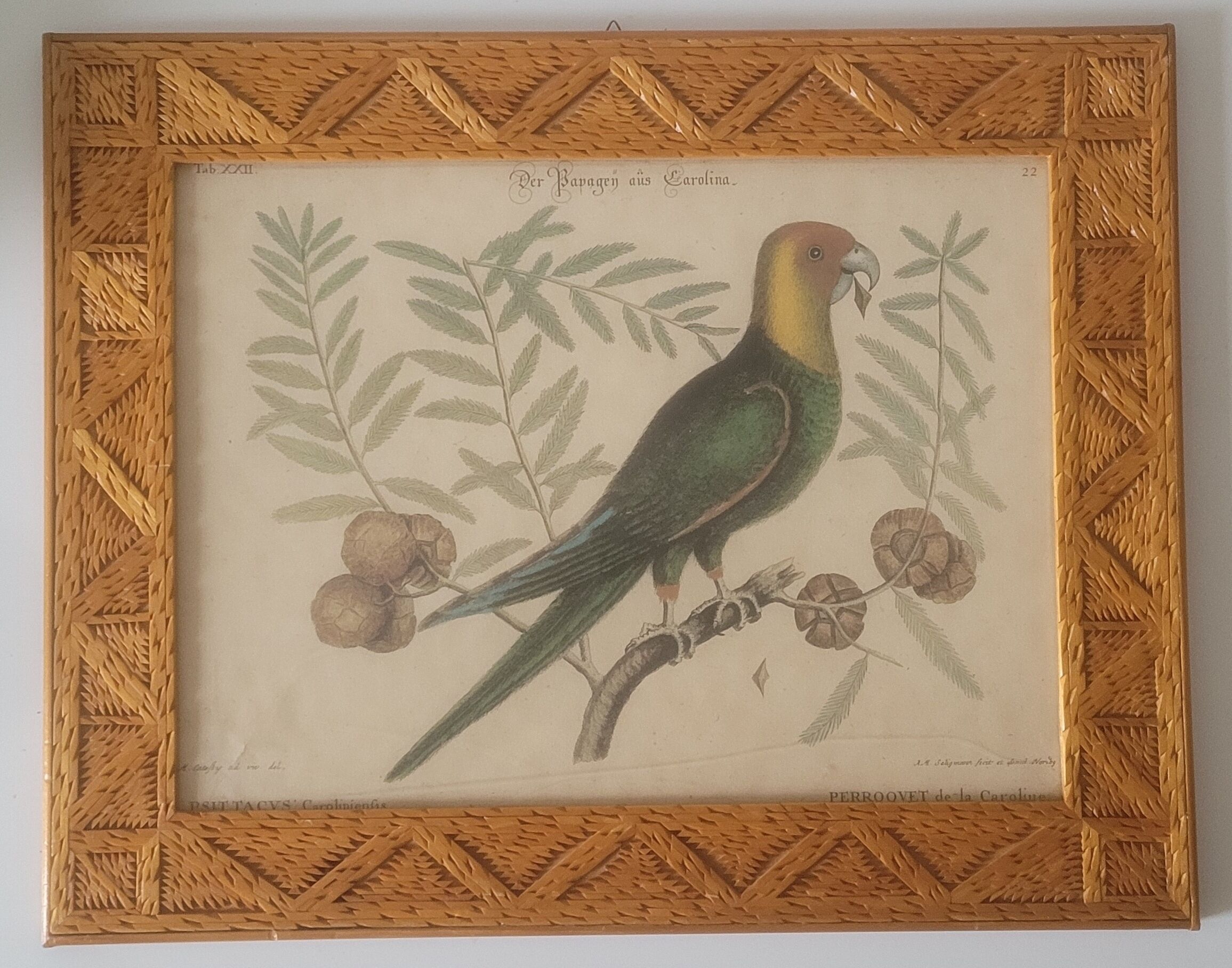 Botanical illustration Carolina parrot carved wooden frame