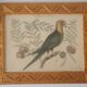 Botanical illustration Carolina parrot carved wooden frame
