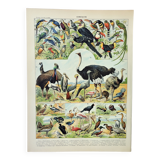 Engraving • Birds 2, species, raptors • Original and vintage poster from 1898