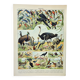 Engraving • Birds 2, species, raptors • Original and vintage poster from 1898