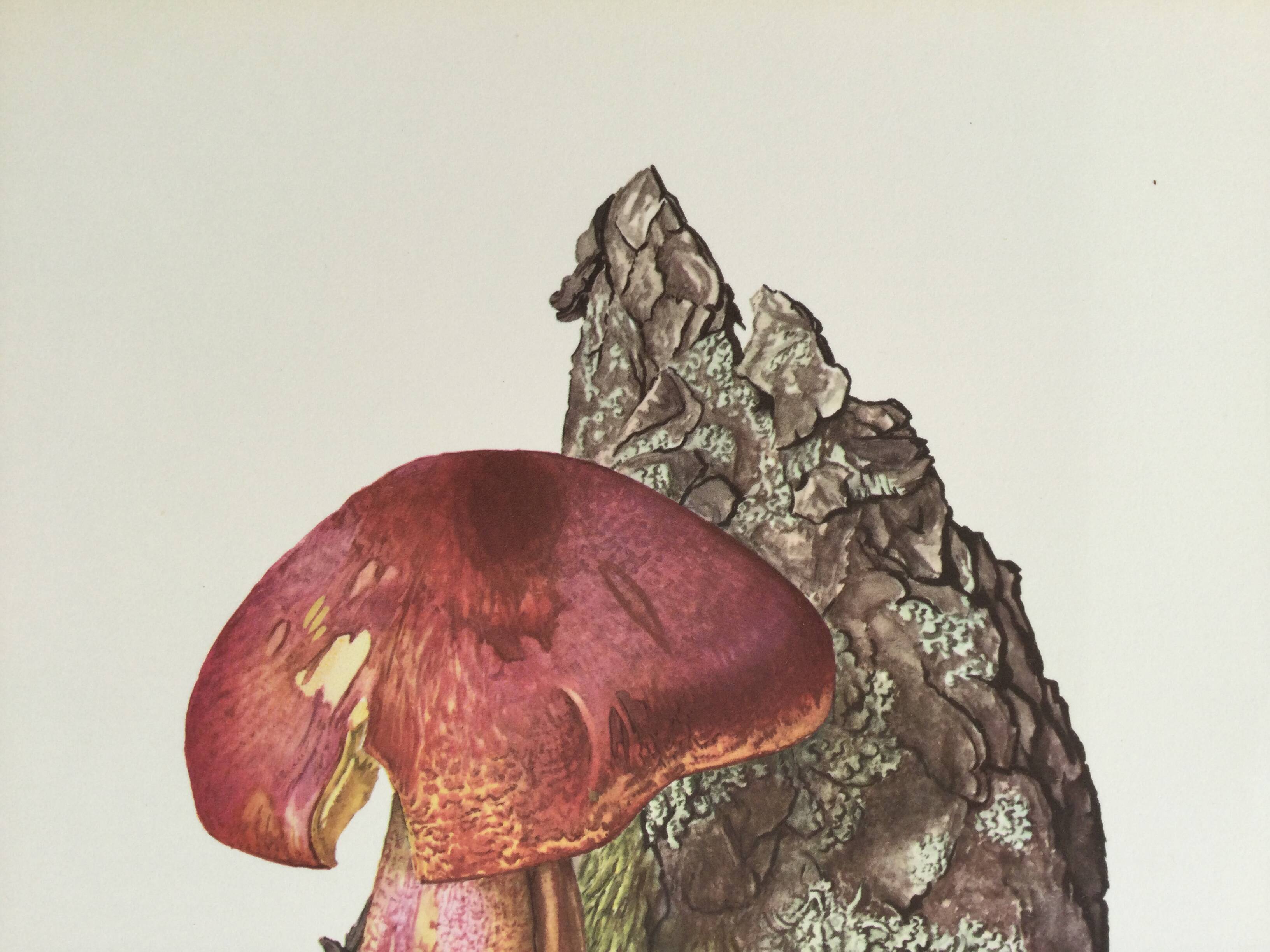 Illustration botanique "champignons", années 60