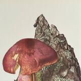 Illustration botanique "champignons", années 60