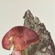 Botanical illustration "mushrooms", 1960s