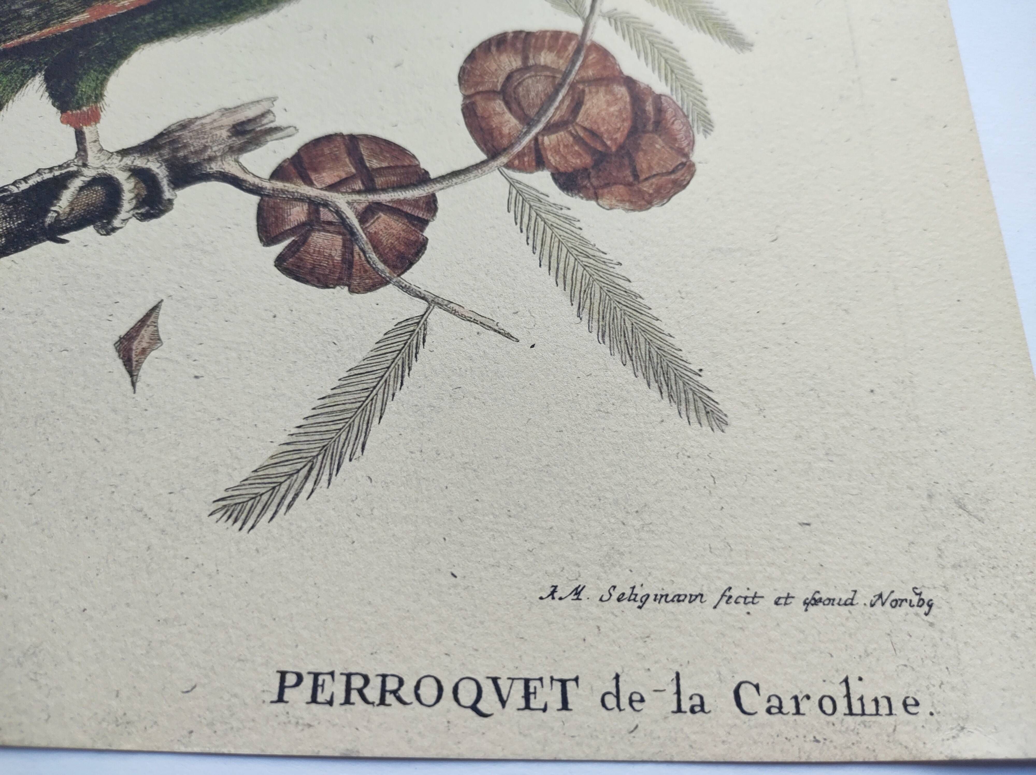 Old bird engraving -Carolina Parrot- Zoological plate by Seligmann & Catesby. 1973