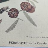 Old bird engraving -Carolina Parrot- Zoological plate by Seligmann & Catesby. 1973