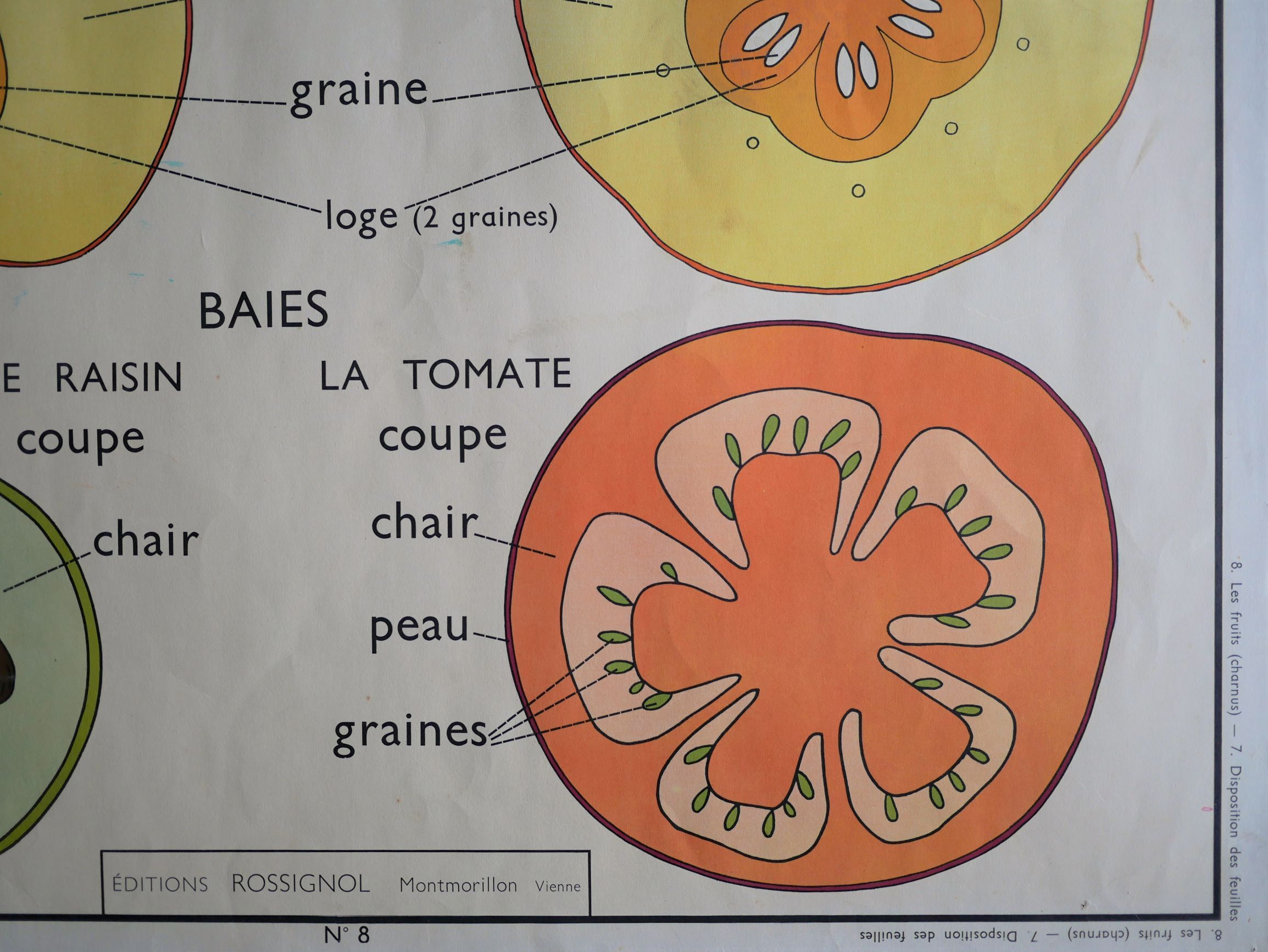 Affiche botanique d'école vintage « Disposition des Feuilles »