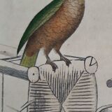 Original Ornithological plate " Meunier - Crik with blue face - &c... " Buffon (1836)