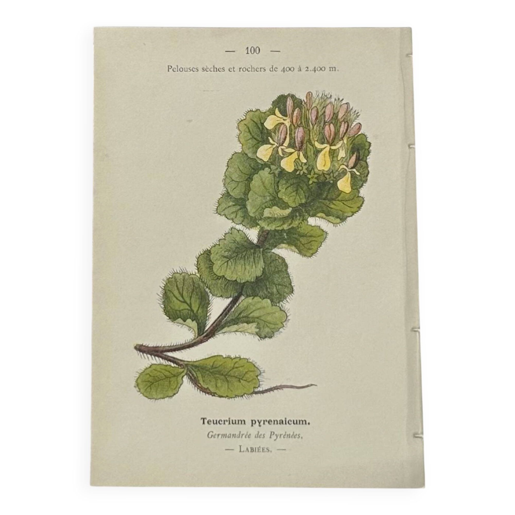 Gravure Botanique Ancienne XIXe – Lithographies Naturalistes  Fleurs &