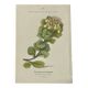 Gravure Botanique Ancienne XIXe – Lithographies Naturalistes  Fleurs &