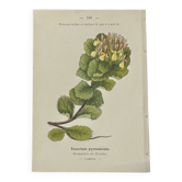 Gravure Botanique Ancienne XIXe – Lithographies Naturalistes  Fleurs &