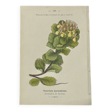 Gravure Botanique Ancienne XIXe – Lithographies Naturalistes  Fleurs &