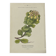 Gravure Botanique Ancienne XIXe – Lithographies Naturalistes  Fleurs &