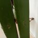 Antique wooden painter's stepladder