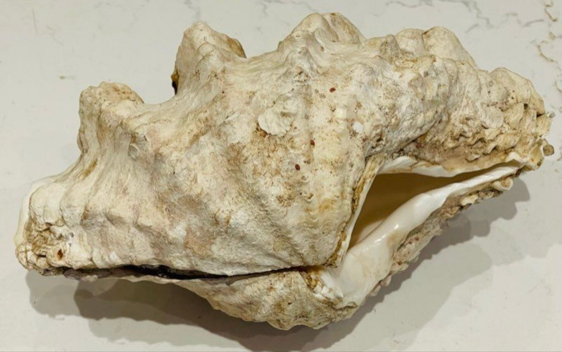 Blessed bivalve shell