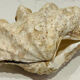 Blessed bivalve shell