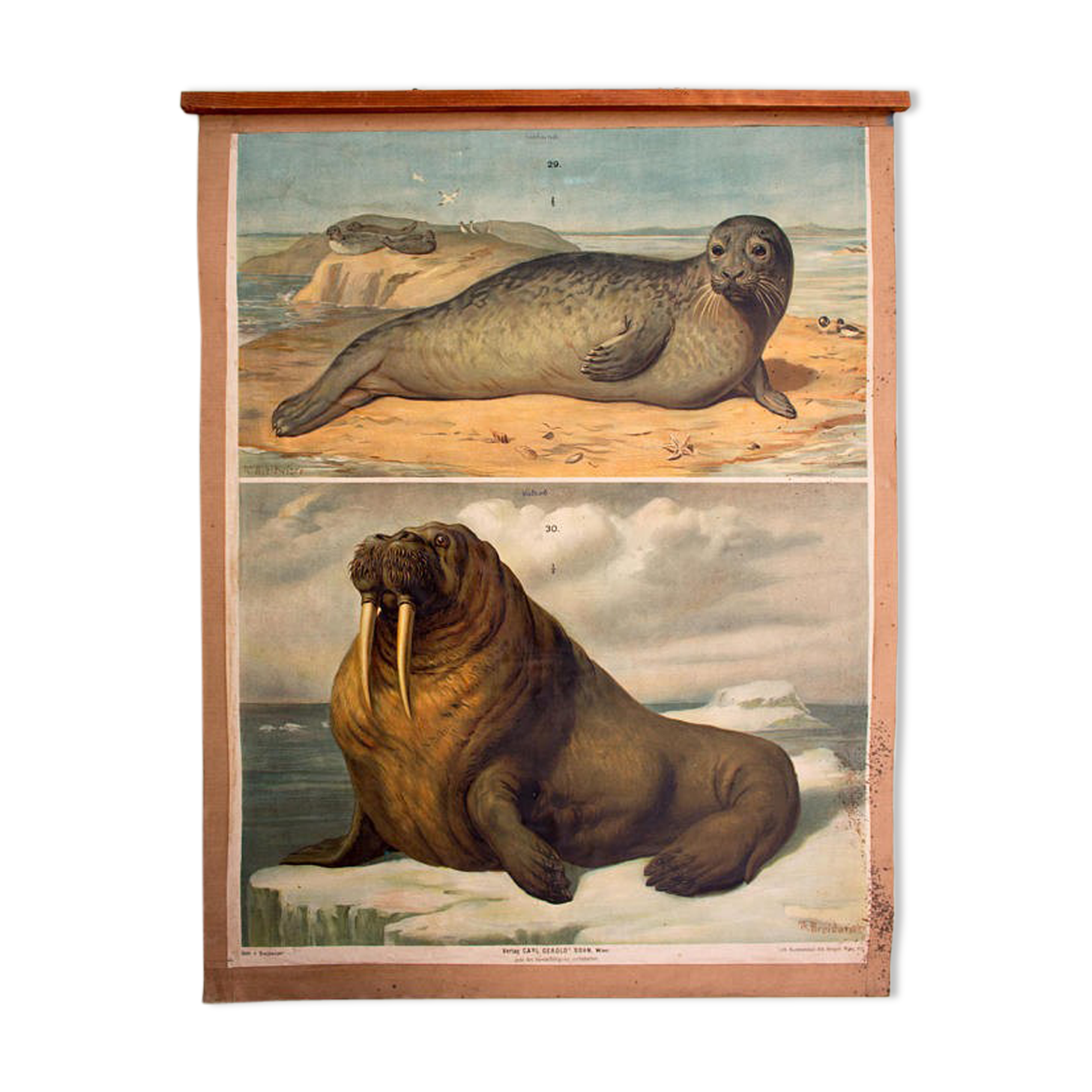 Poster "seals and walruses" Th. Breidwiser for Gerold & Sohn 1879