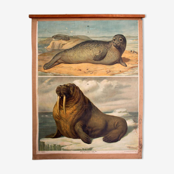 Poster "seals and walruses" Th. Breidwiser for Gerold & Sohn 1879