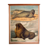 Poster "seals and walruses" Th. Breidwiser for Gerold & Sohn 1879