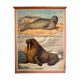 Poster "seals and walruses" Th. Breidwiser for Gerold & Sohn 1879