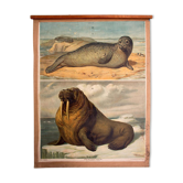 Affiche "phoques et morses" Th. Breidwiser pour Gerold & Sohn 1879