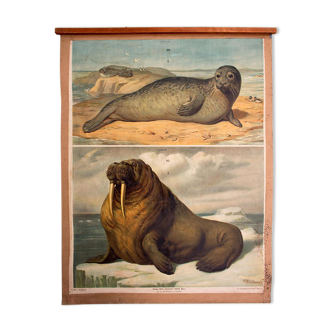 Poster "seals and walruses" Th. Breidwiser for Gerold & Sohn 1879