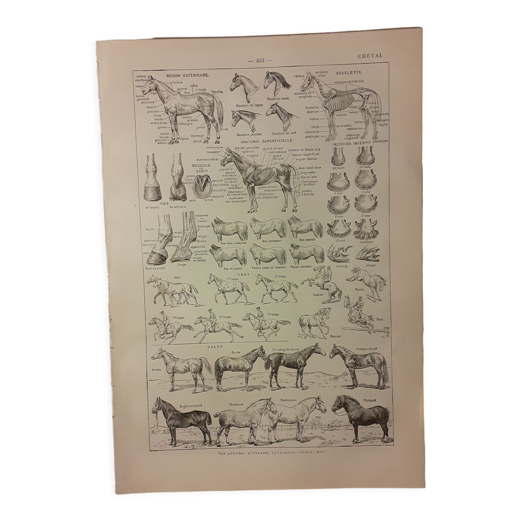 Lithographie sur le cheval de 1922
