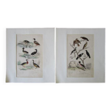 Set of 2 old bird engravings to frame