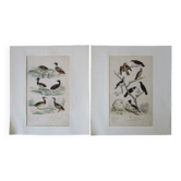 Set of 2 old bird engravings to frame