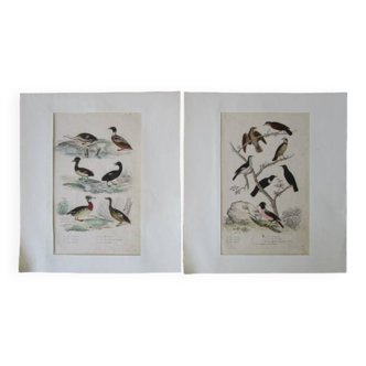 Set of 2 old bird engravings to frame