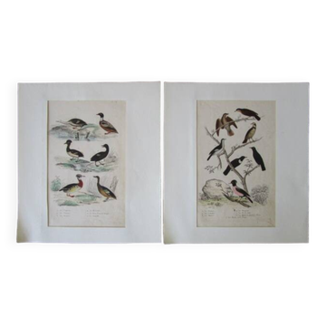 Lot de 2 gravures d'oiseaux anciennes a encadrer