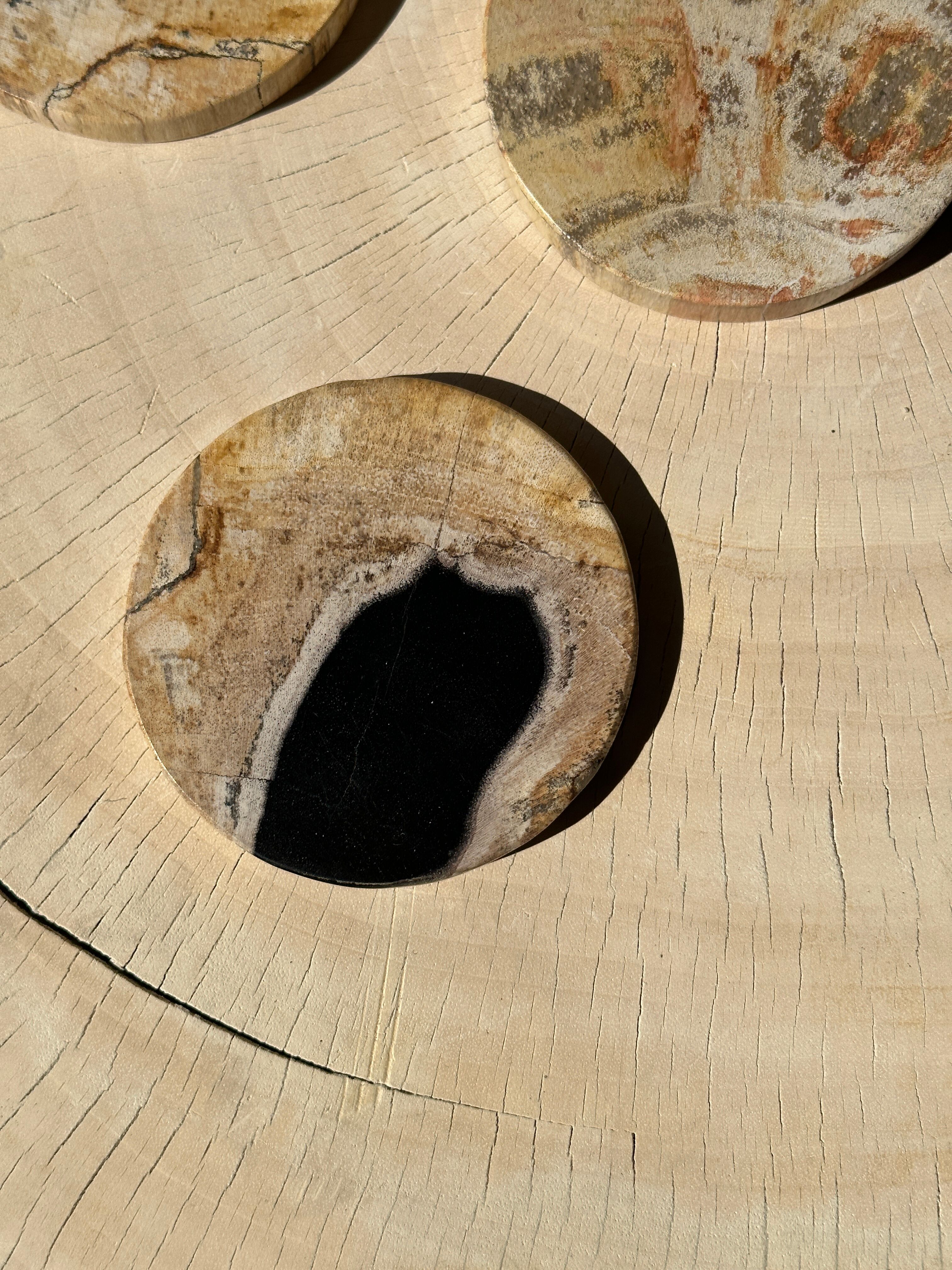 Set of 3 fossilized wooden coasters (clear)