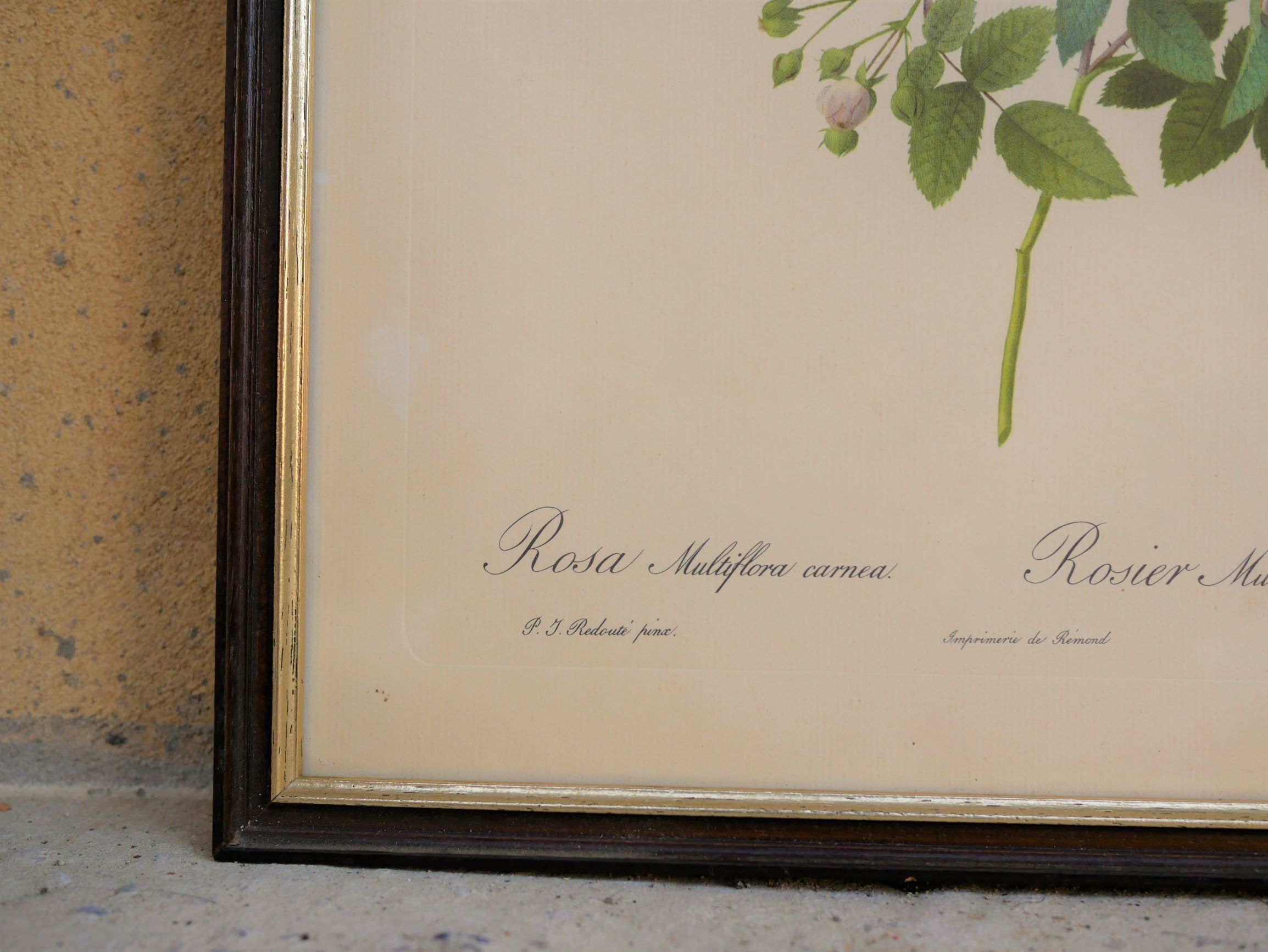 Vintage botanical poster "Rosa Multiflora Carnea" by P.J.Redouté