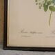 Vintage botanical poster "Rosa Multiflora Carnea" by P.J.Redouté