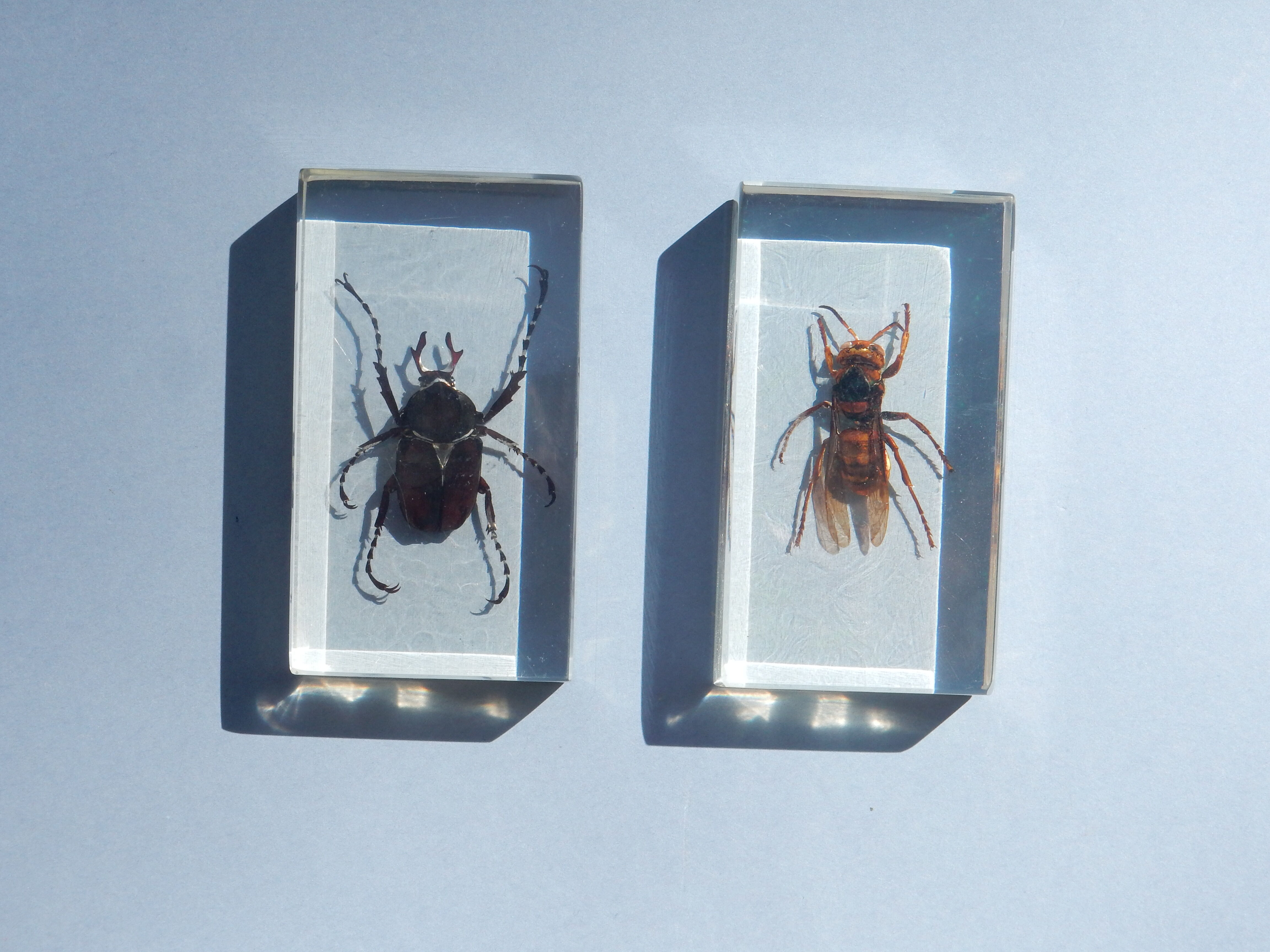 Coffret d'insectes véritables en taxidermie inclusion dans blocs de résine