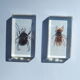 Coffret d'insectes véritables en taxidermie inclusion dans blocs de résine