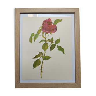 Rose botanical board - Original vintage from 1968 - Ulrich Brunner Jr.
