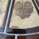 Herbarium coffee table Roger Capron