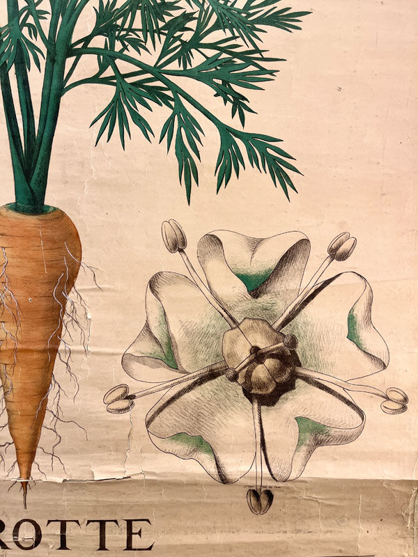 Old botanical plate of the house Deyrolle "The carrot"