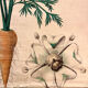 Old botanical plate of the house Deyrolle "The carrot"