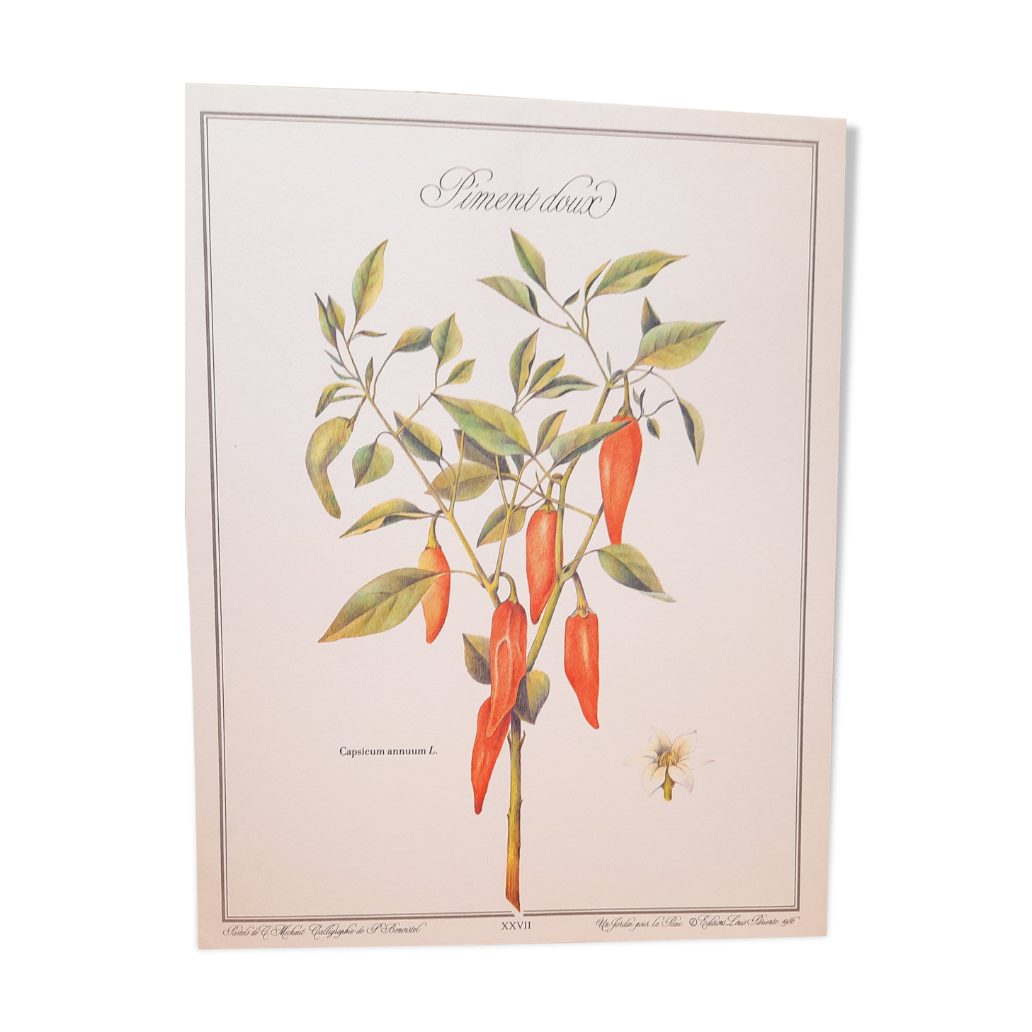 Botanical plank Sweet pepper