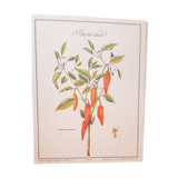 Botanical plank Sweet pepper