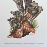 Botanical illustration "mushrooms", 1960s